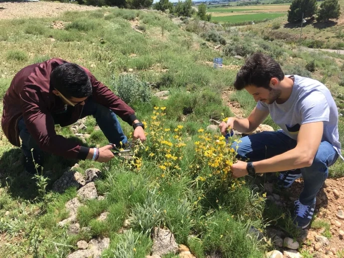 El grado en Farmacia de la USJ lanza un concurso para que alumnos de centros escolares descubran las plantas medicinales